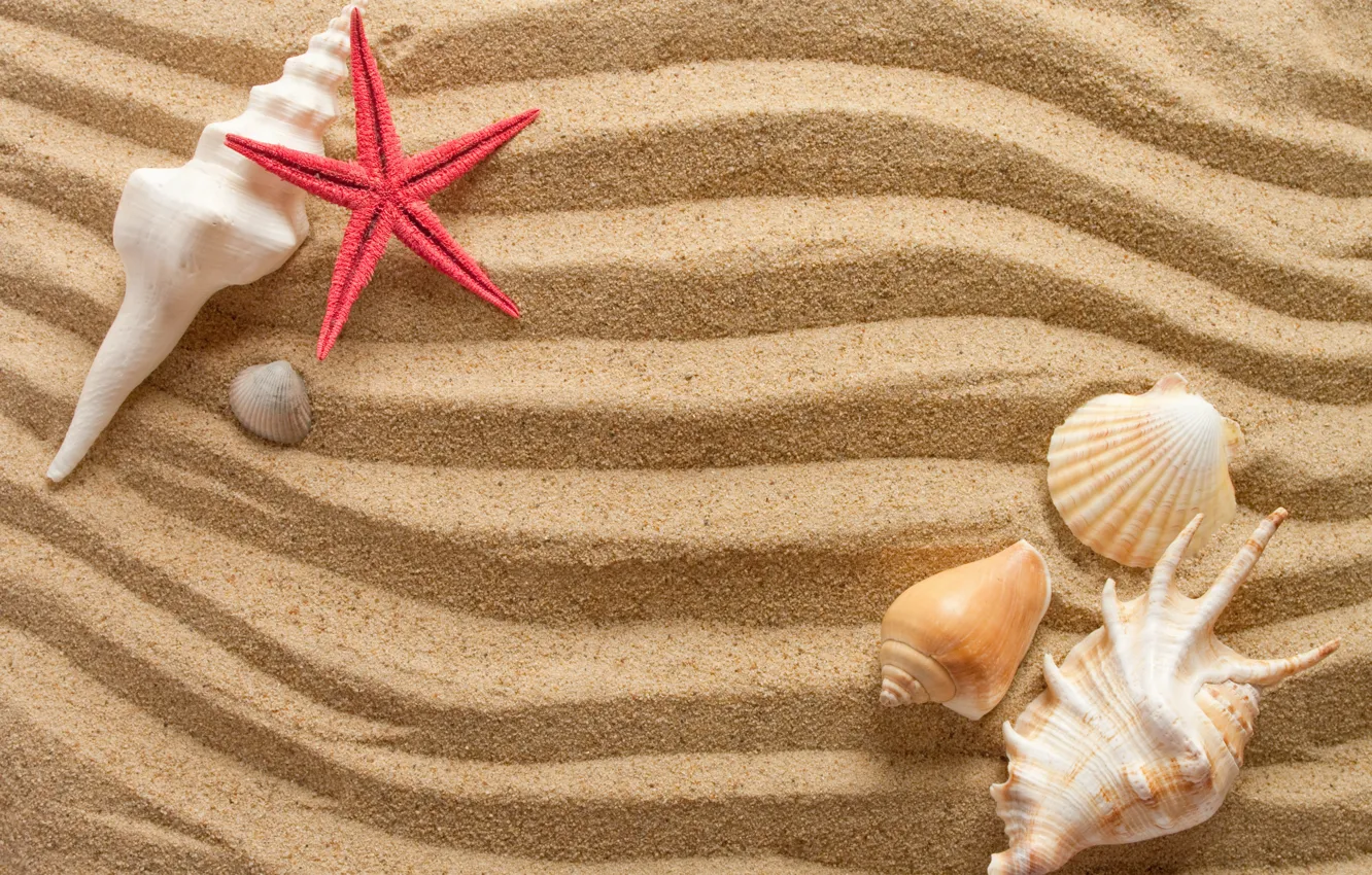 Фото обои песок, волны, лето, ракушки, морская звезда