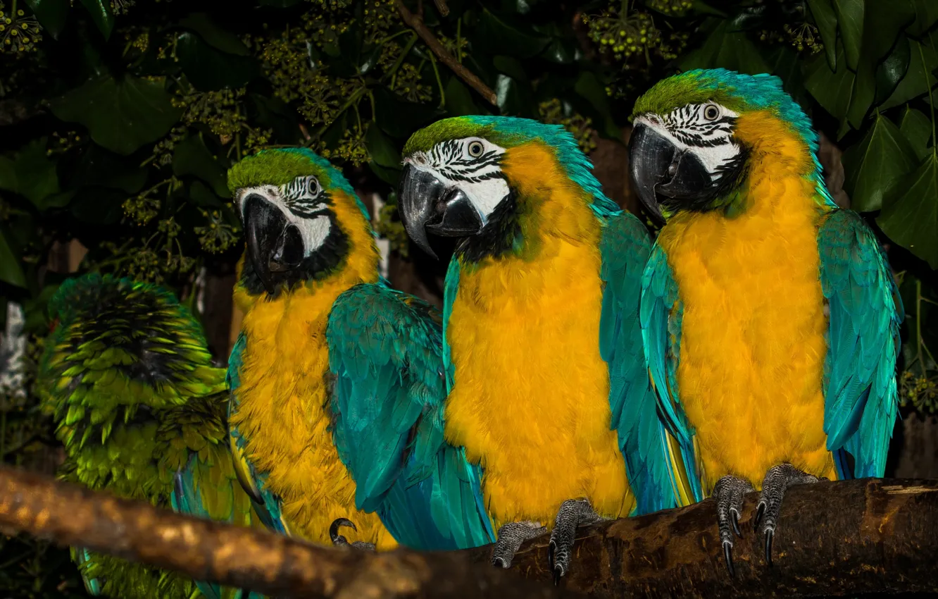 Фото обои птицы, ветка, попугаи, трио, ара, Сине-жёлтый ара