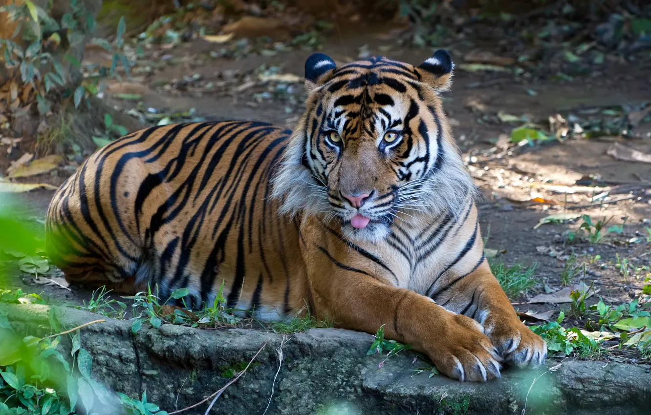 Фото обои язык, кошка, тигр, суматранский