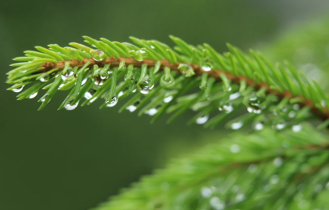 Фото обои drops, spruce, twig