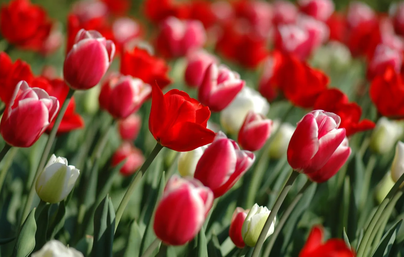 Фото обои цветы, природа, сад, тюльпаны, flowers, tulips garden