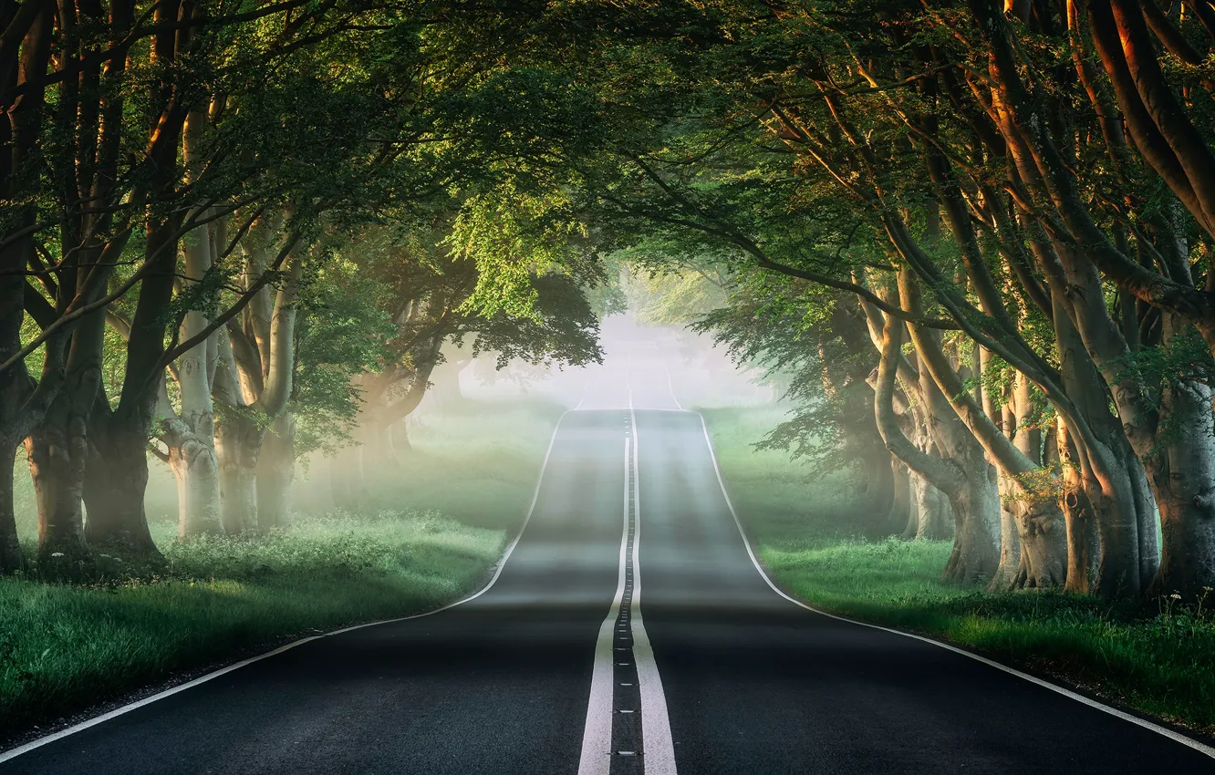 Фото обои дорога, зелень, лес, трава, солнце, деревья, ветки, туман