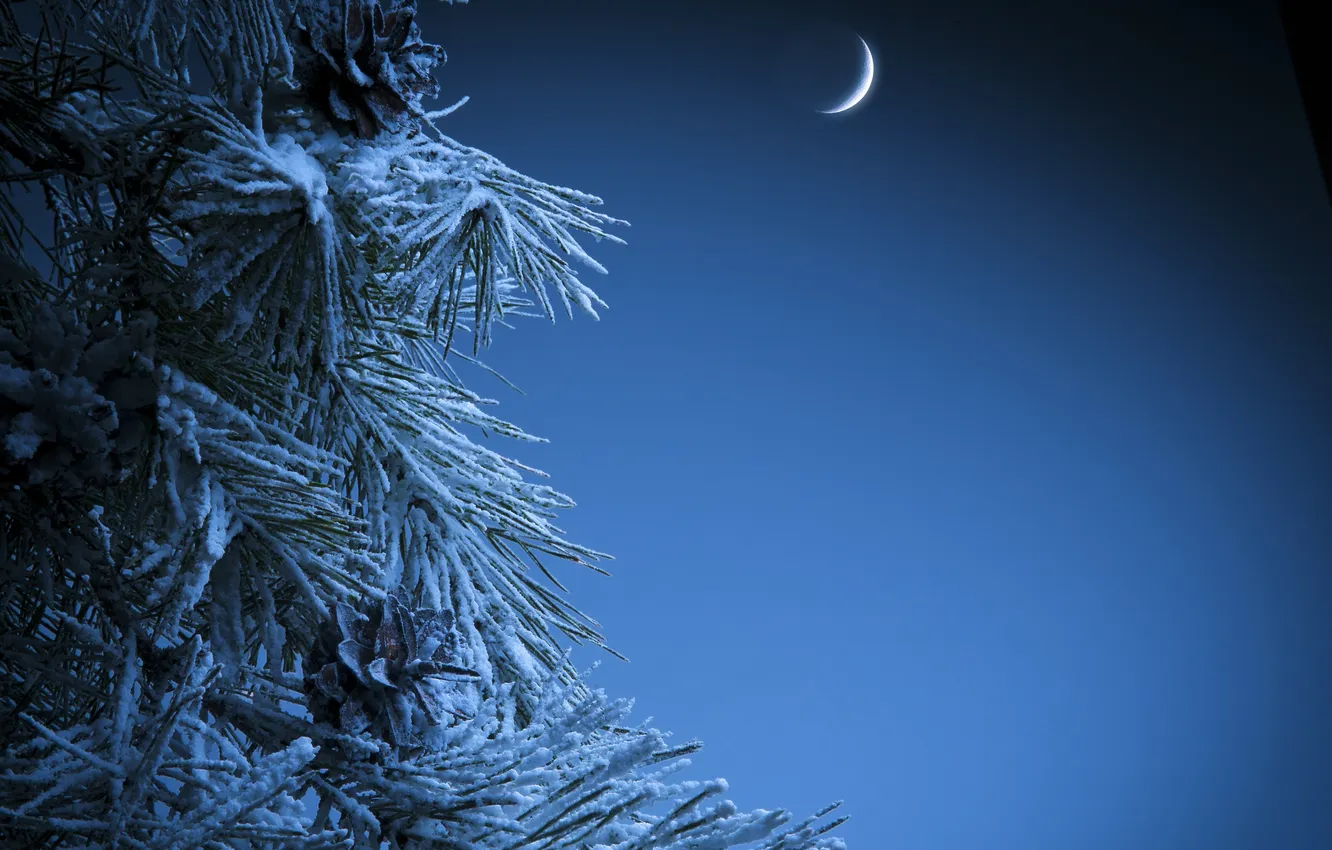 Фото обои зима, снег, ночь, иголки, месяц, ёлка