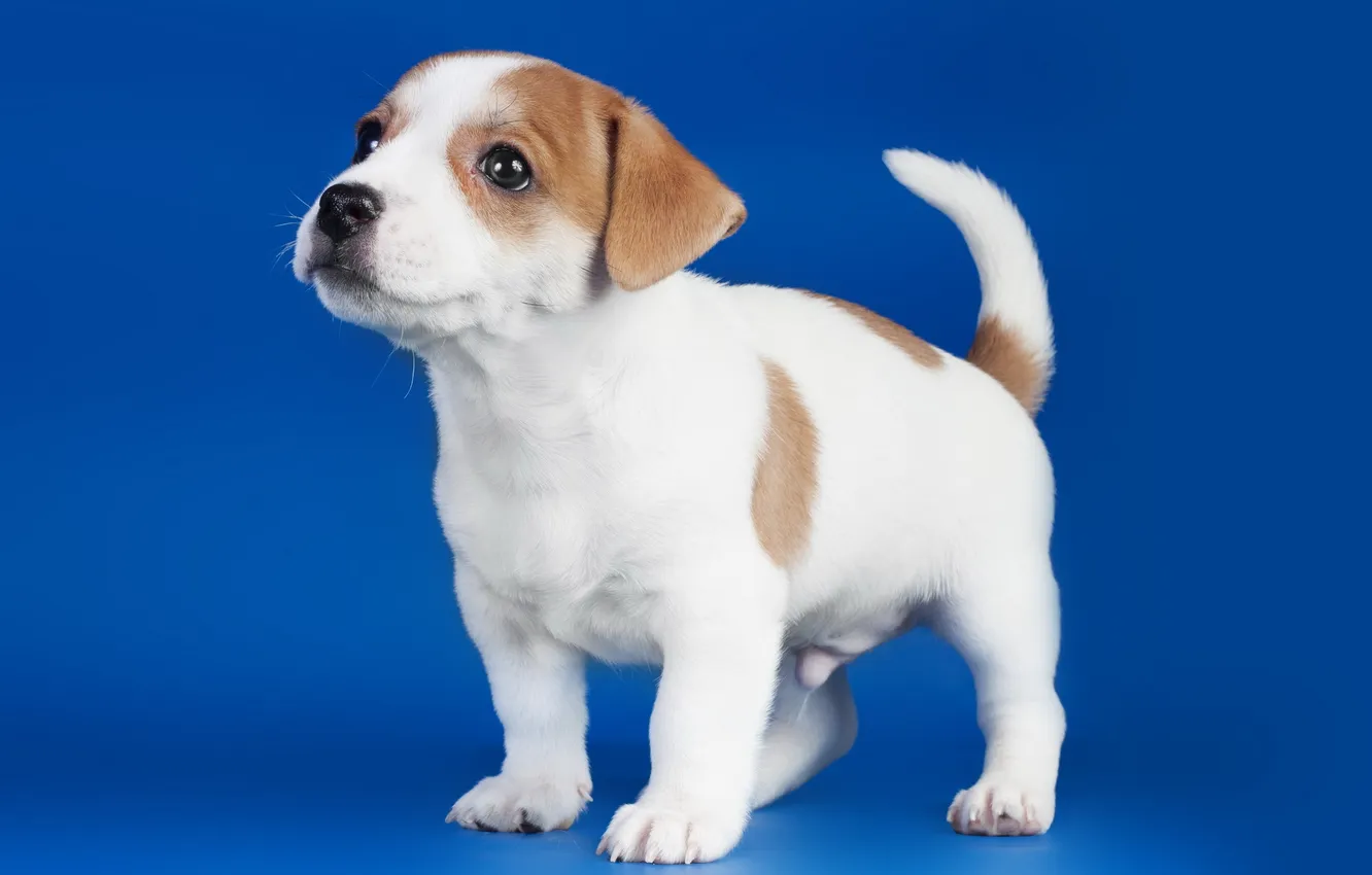 Фото обои фон, собака, щенок