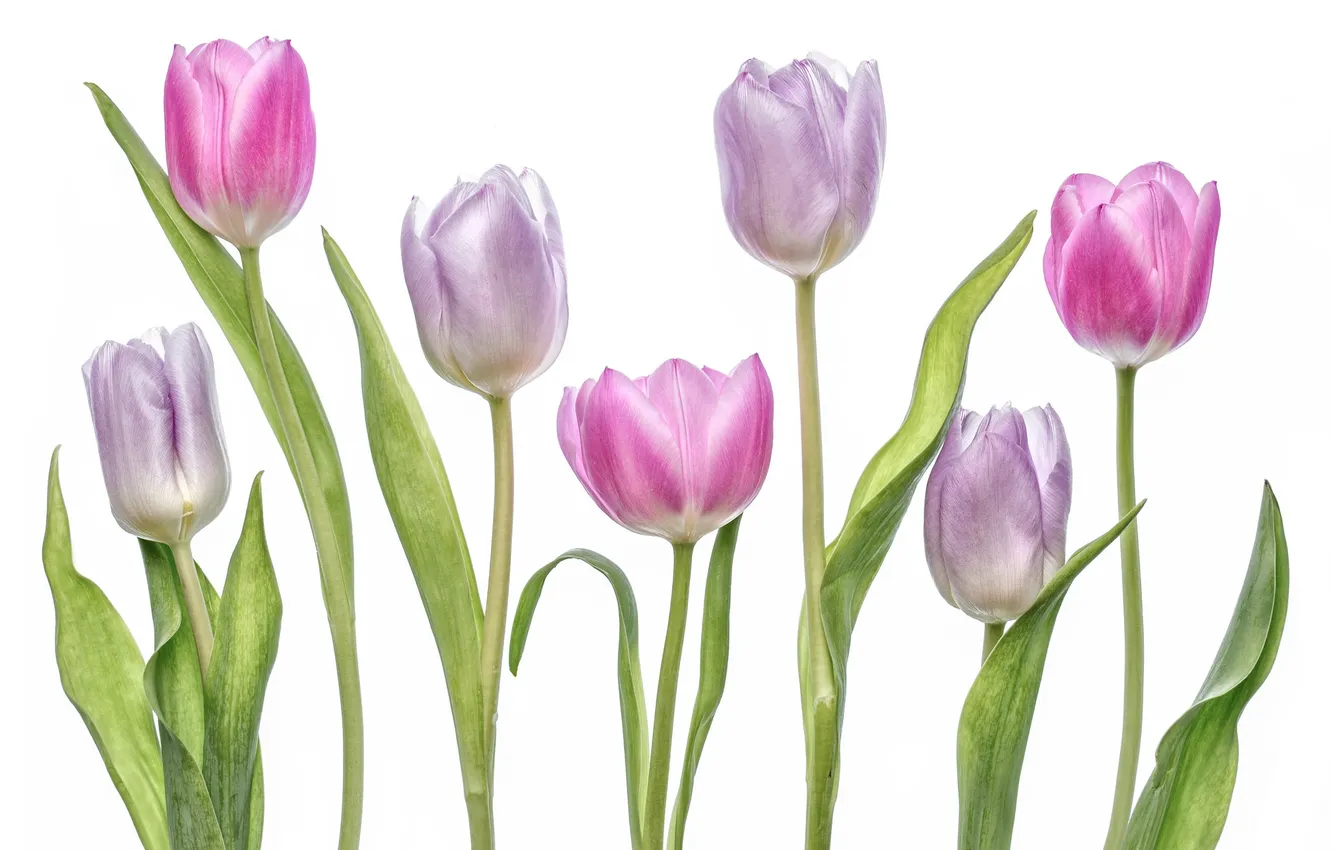Фото обои макро, тюльпаны, лиловый, бутоны