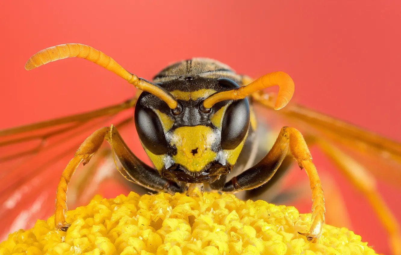 Фото обои insect, head, bee