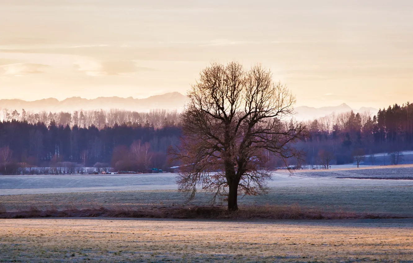 Фото обои зима, иней, лес, горы, дерево, поля, селение
