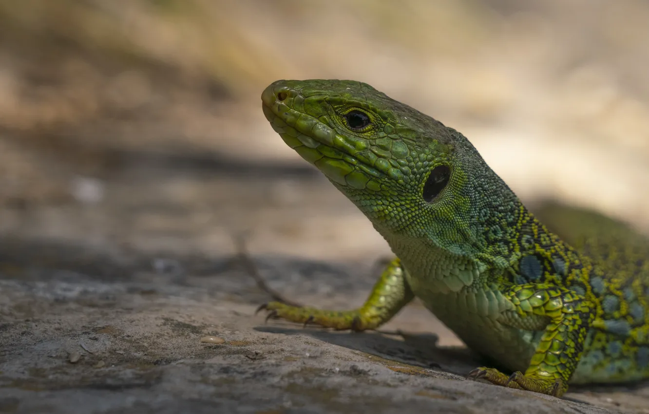 Фото обои фон, ящерица, зеленая, боке, рептилия