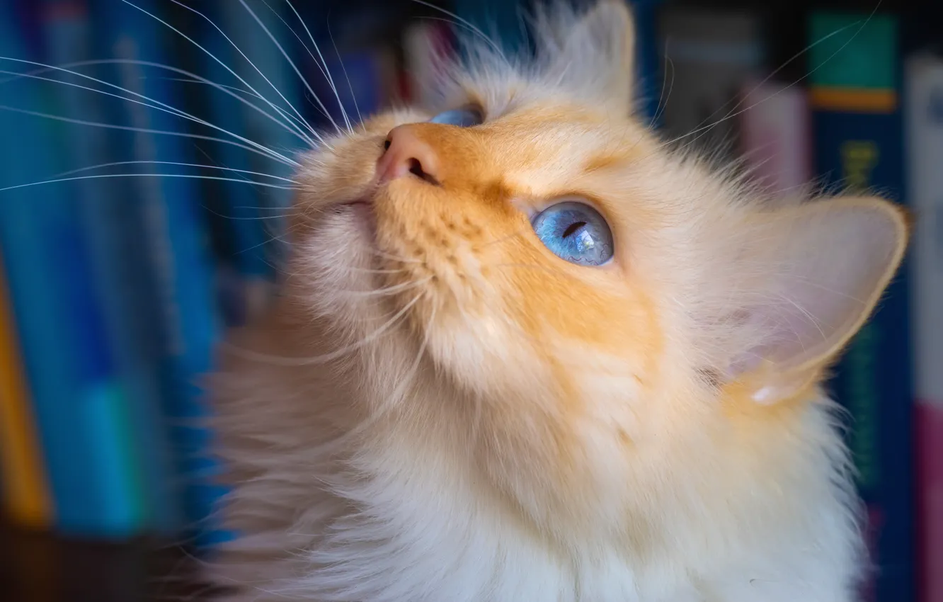 Фото обои кошка, мордочка, голубые глаза