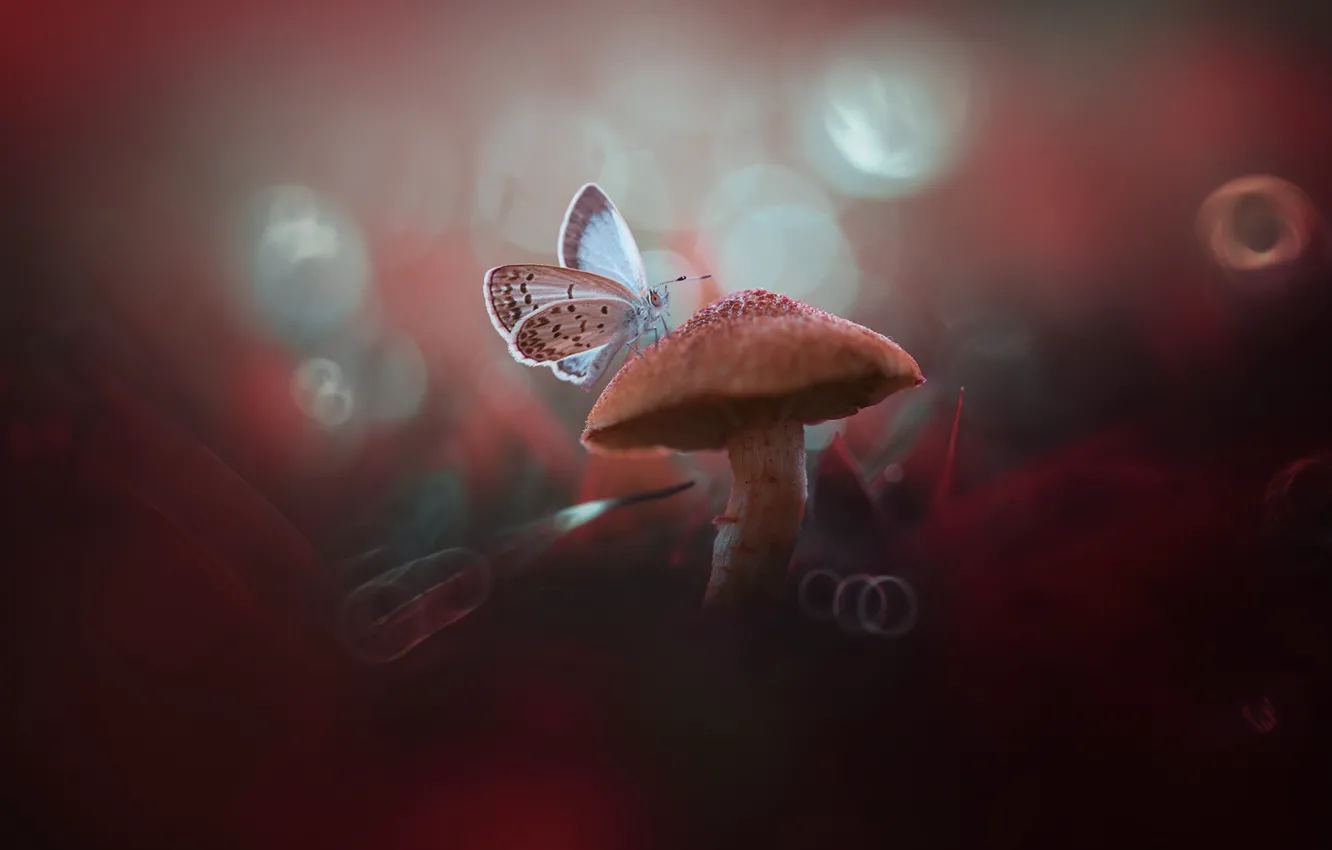Фото обои макро, бабочка, гриб, боке, грибочек