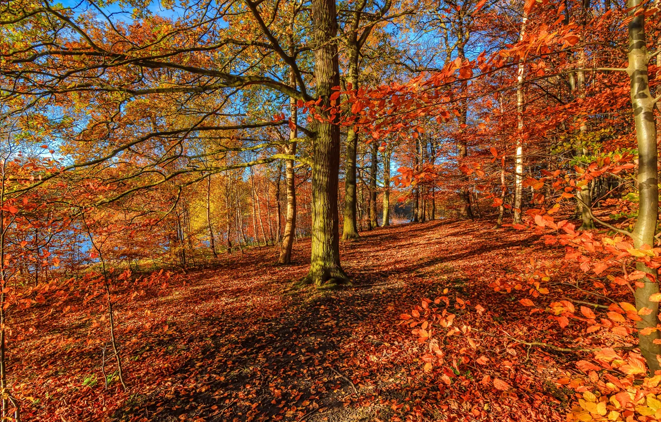 Фото обои осень, лес, деревья, листва, красная, желтая
