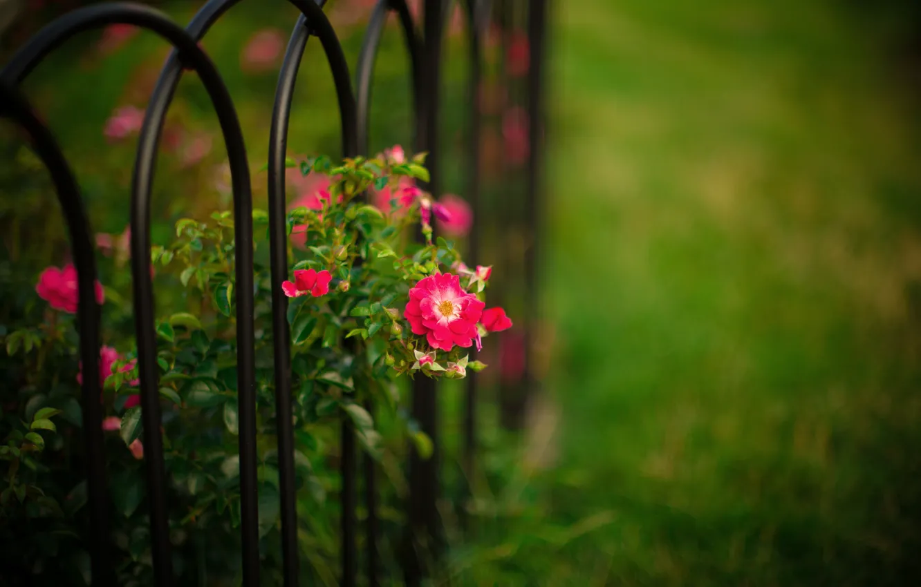 Фото обои цветы, природа, забор, куст, сад, Розы, прутья, боке