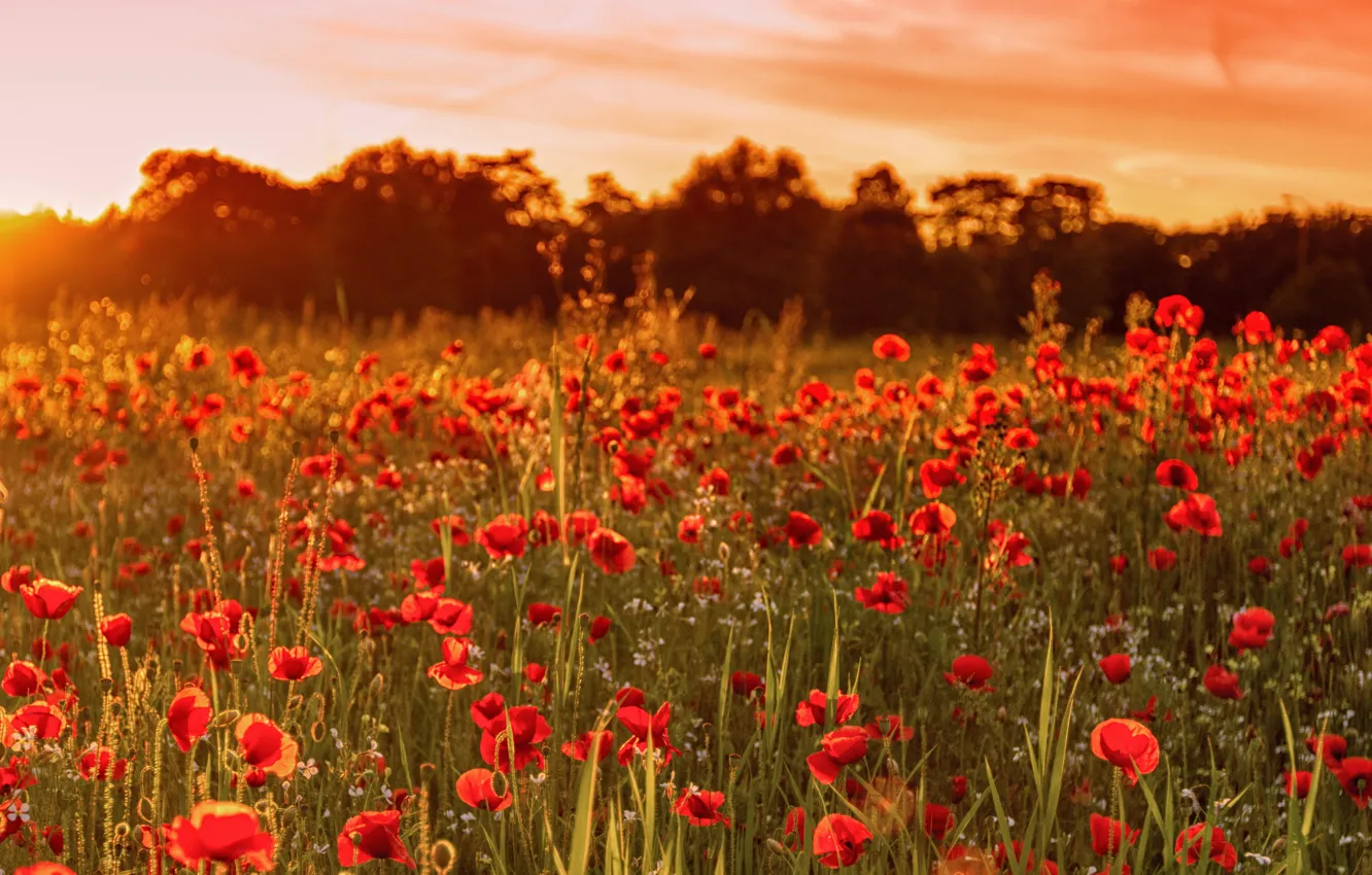 Фото обои поле, лето, закат, цветы, природа, Англия, маки, Великобритания