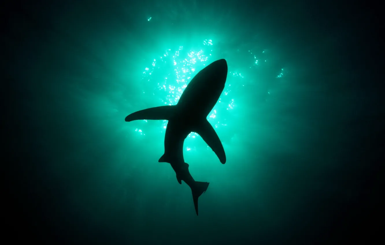 Фото обои свет, акула, глубина