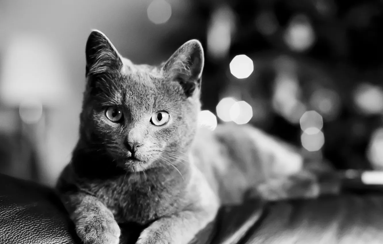 Фото обои кошка, кот, взгляд, чёрно-белое, лежит, cat, Bartholomew Photography