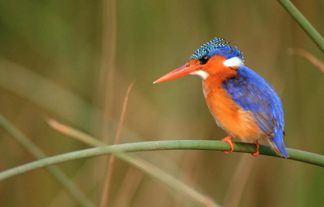 Фото обои bird, branch, kingfisher