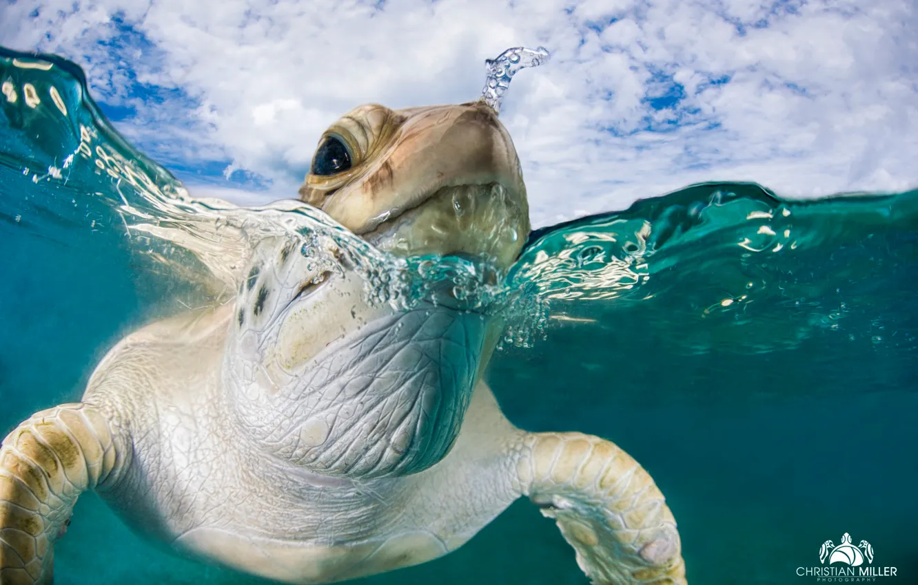 Фото обои море, вода, черепаха