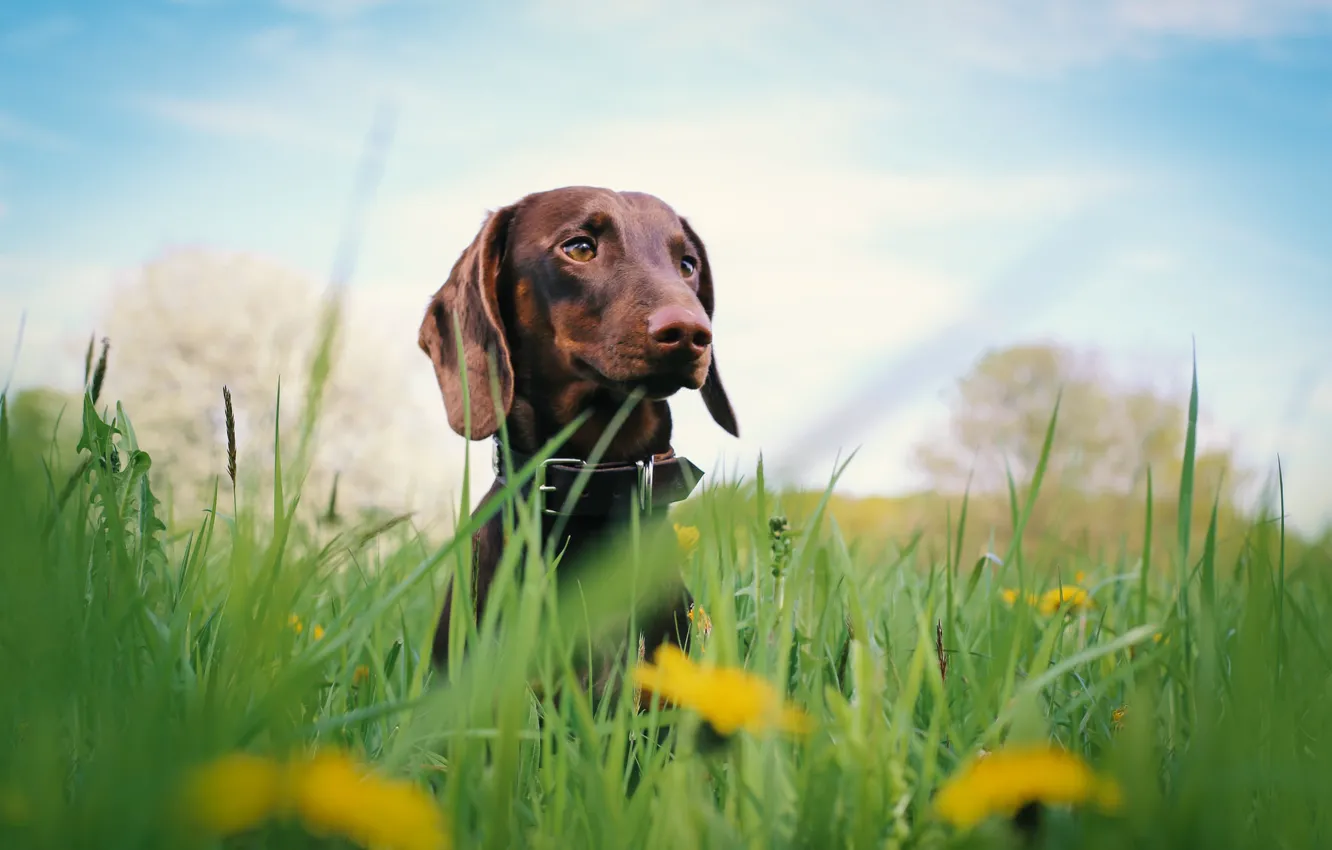 Фото обои grass, dog, flowers, dachshund