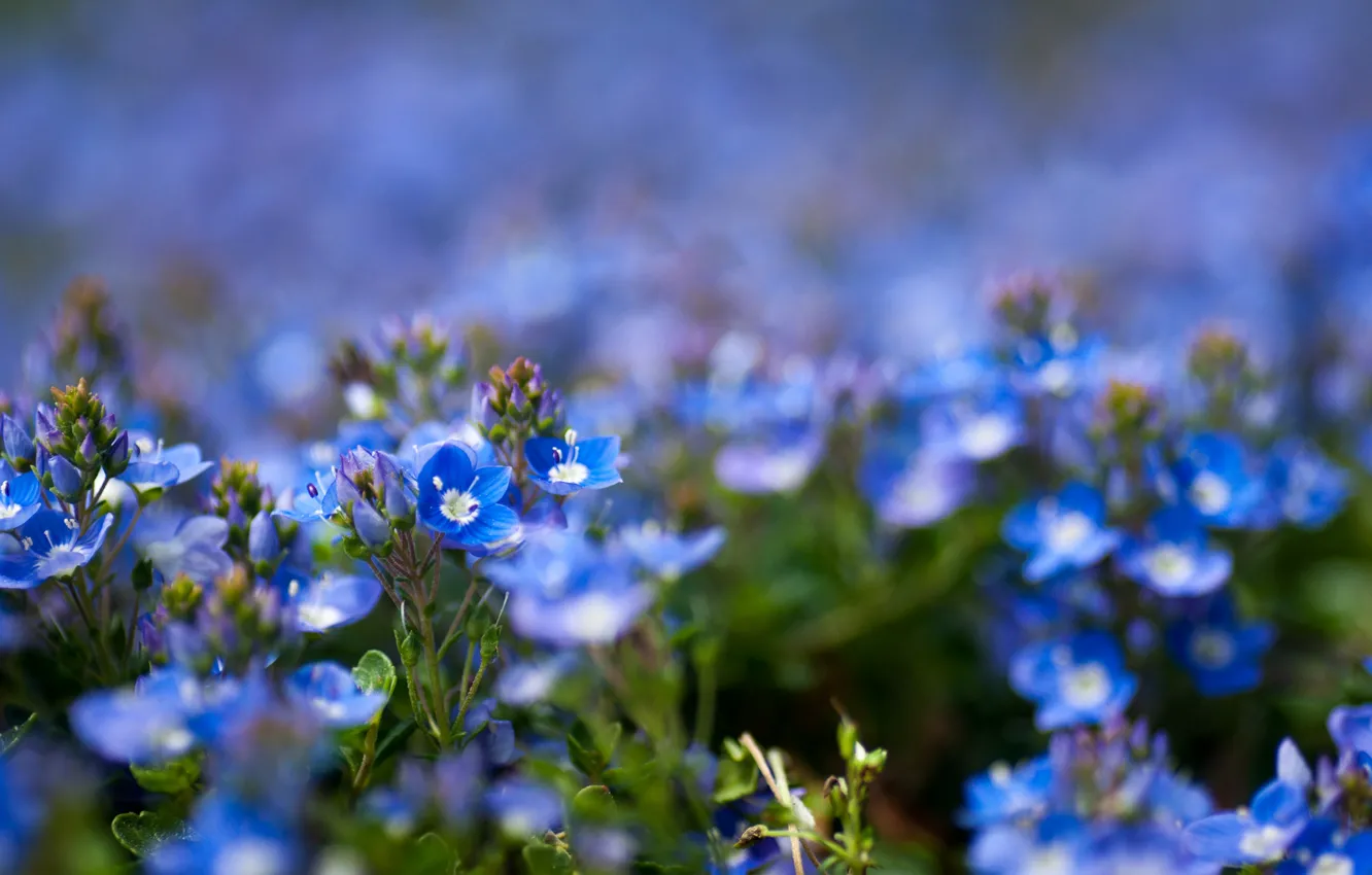 Фото обои цветы, фокус, голубые, полевые