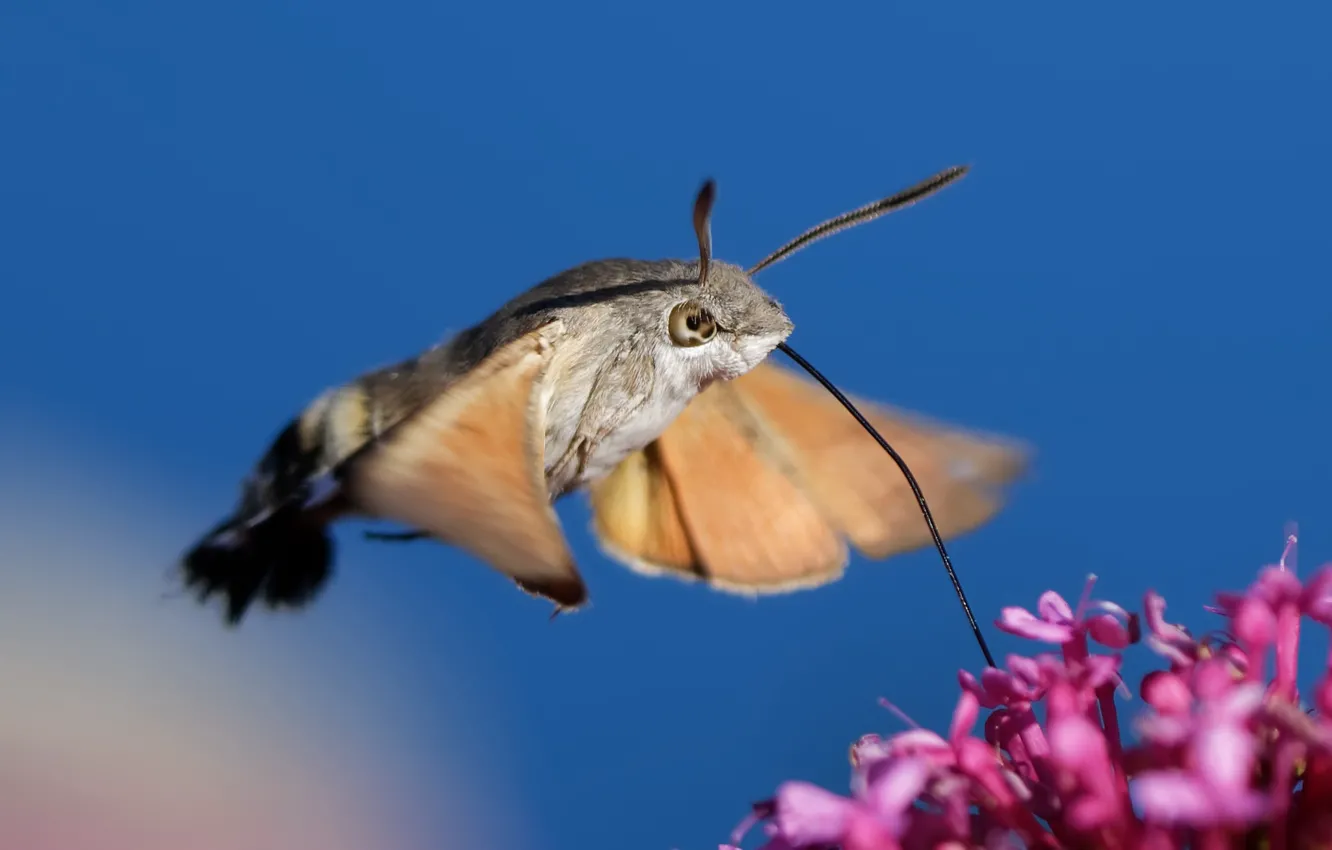 Фото обои цветок, природа, фон, Hummingbird Hawk-moth