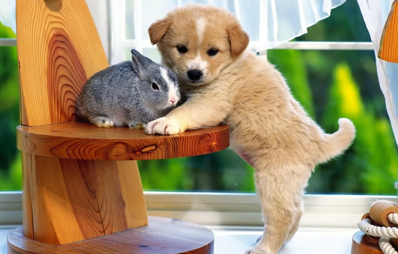 Фото обои Кролик, щенок, стульчик