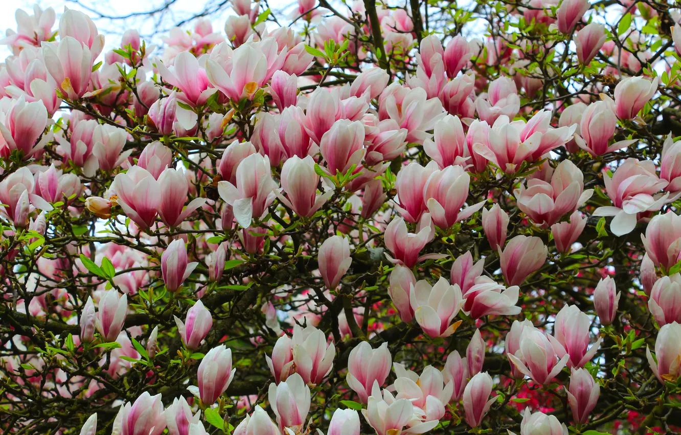 Фото обои spring, magnolia, twig
