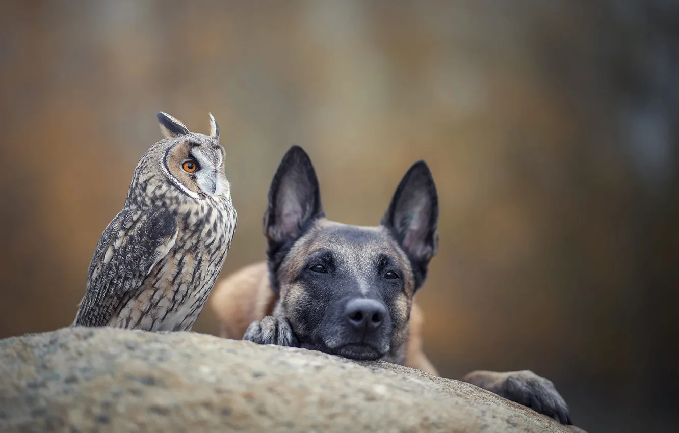 Фото обои природа, животное, сова, птица, камень, собака, пёс, овчарка