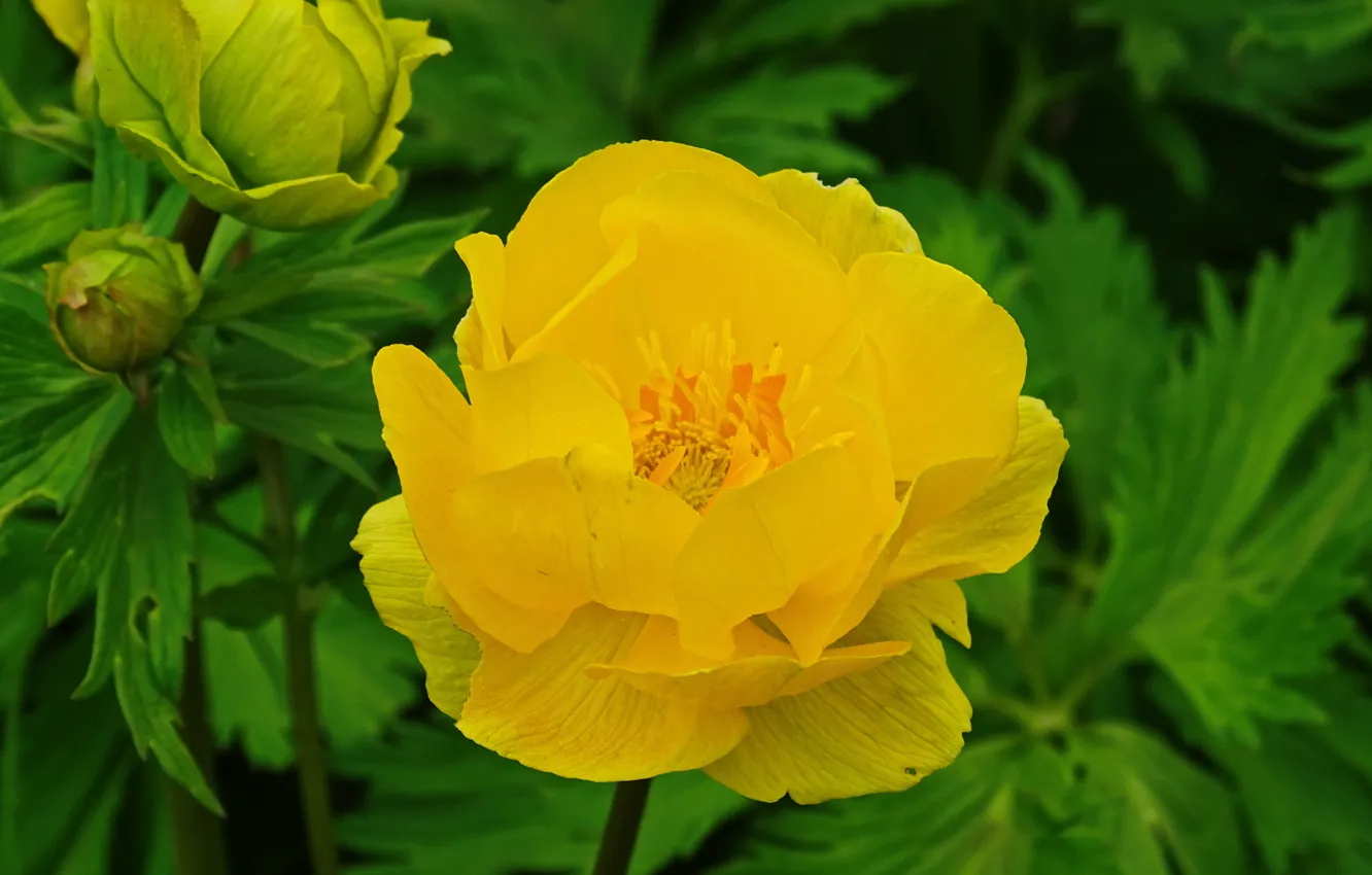 Фото обои Macro, Желтый цветок, Yellow flower