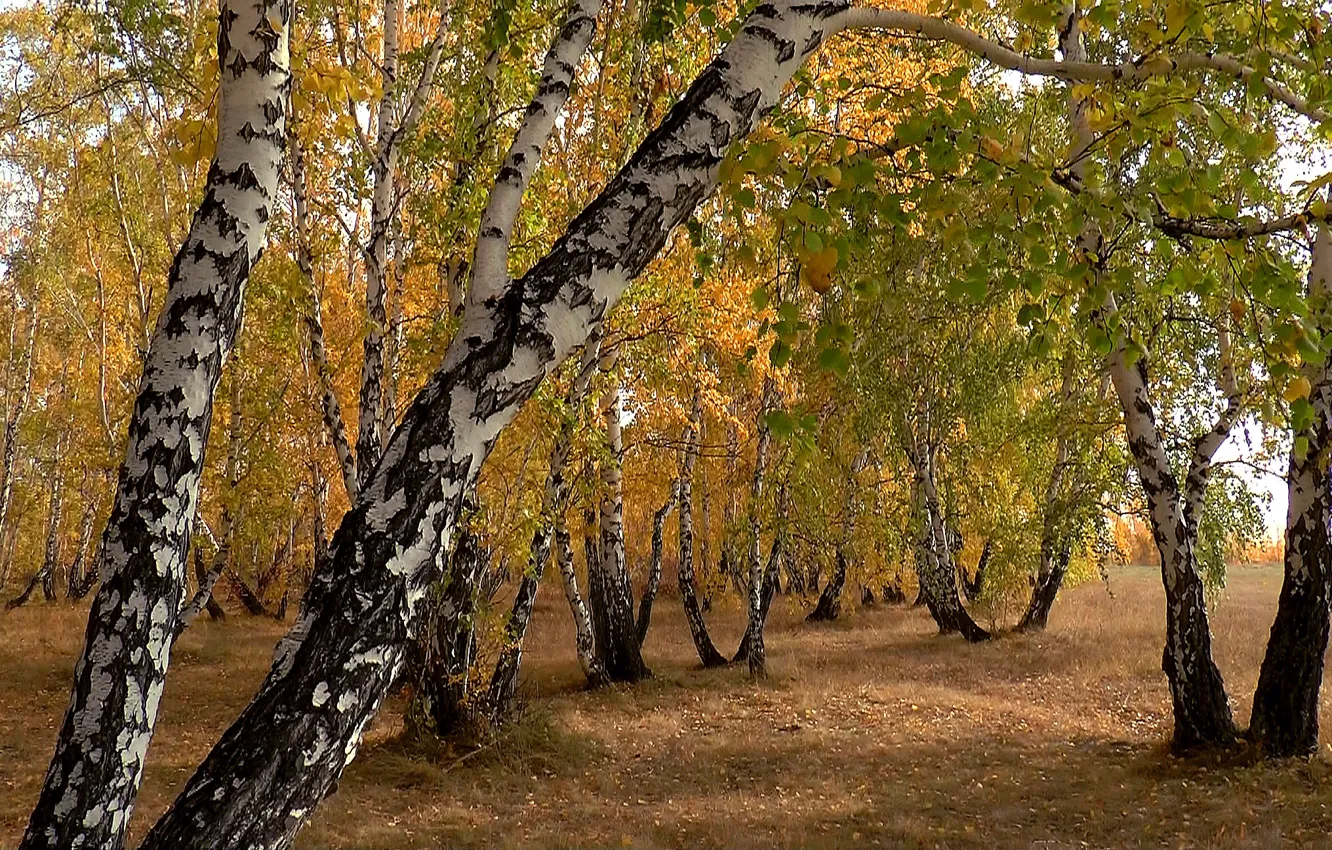 Фото обои осень, природа, фон, Сибирь, Берёзы
