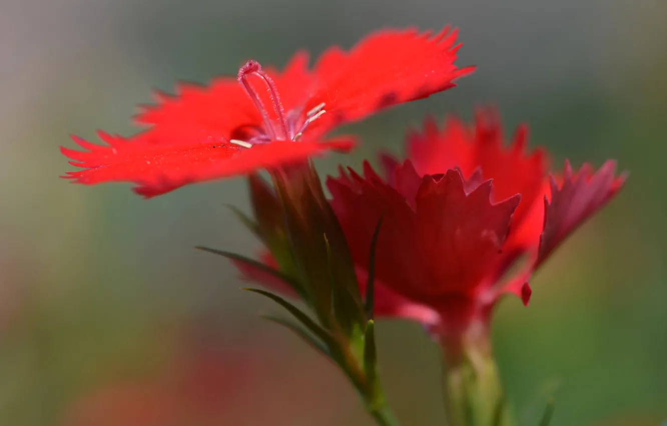 Фото обои цветок, природа, лепестки, китайская гвоздика