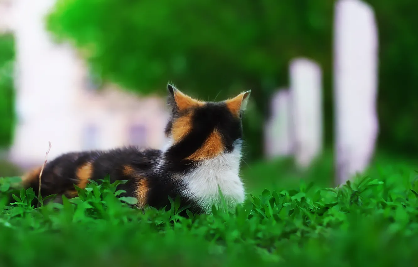 Фото обои зелень, кошка, фон, травка