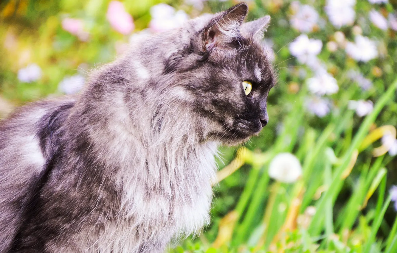 Кошка лет фото. Норвежская Лесная кошка в лесу. Обои лето кошки. Кошка летняя красавица. Сибирские кошки природа лето красивые большие картинки.