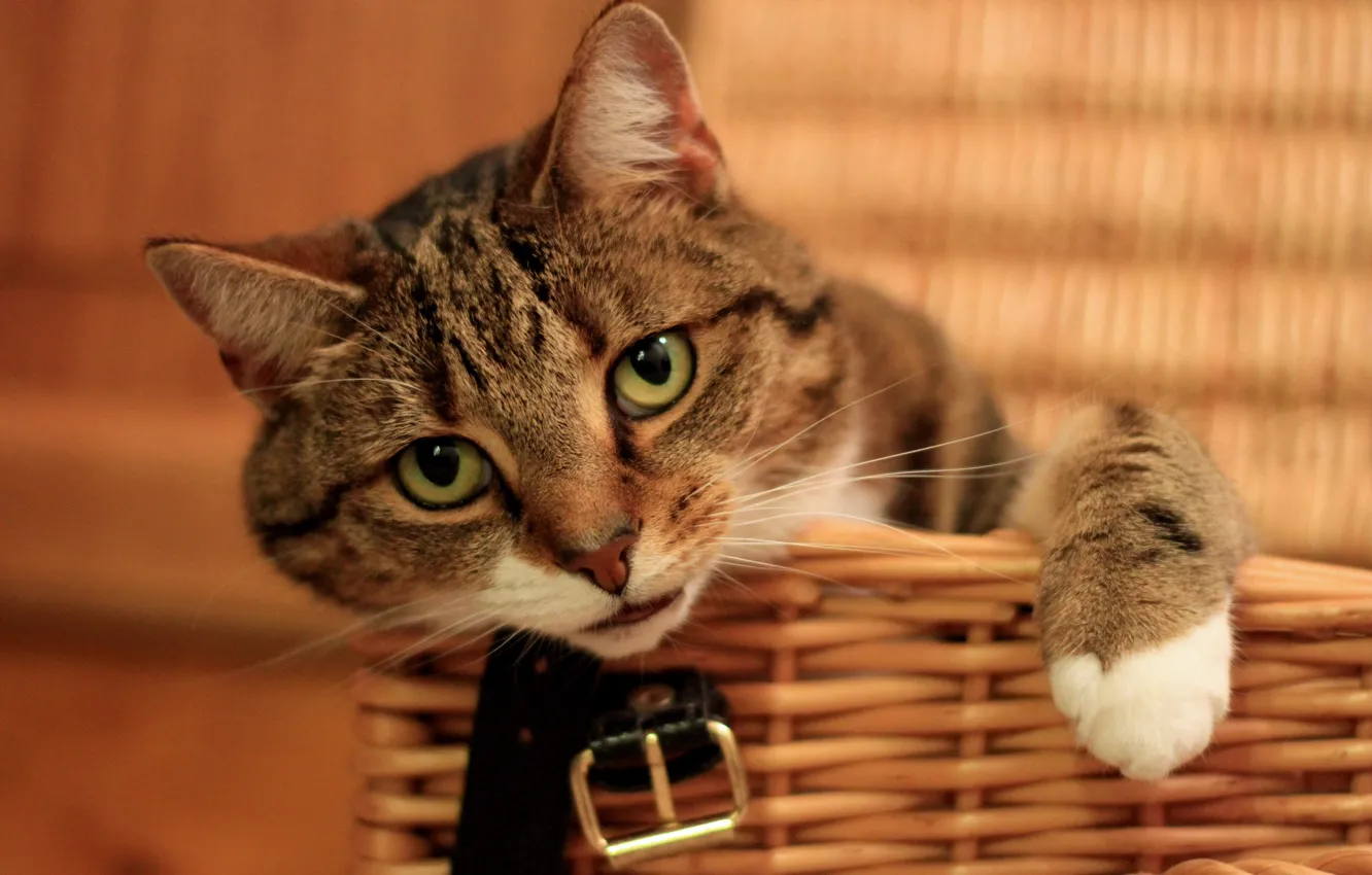 Фото обои кот, взгляд, мордочка, корзинка, лапка