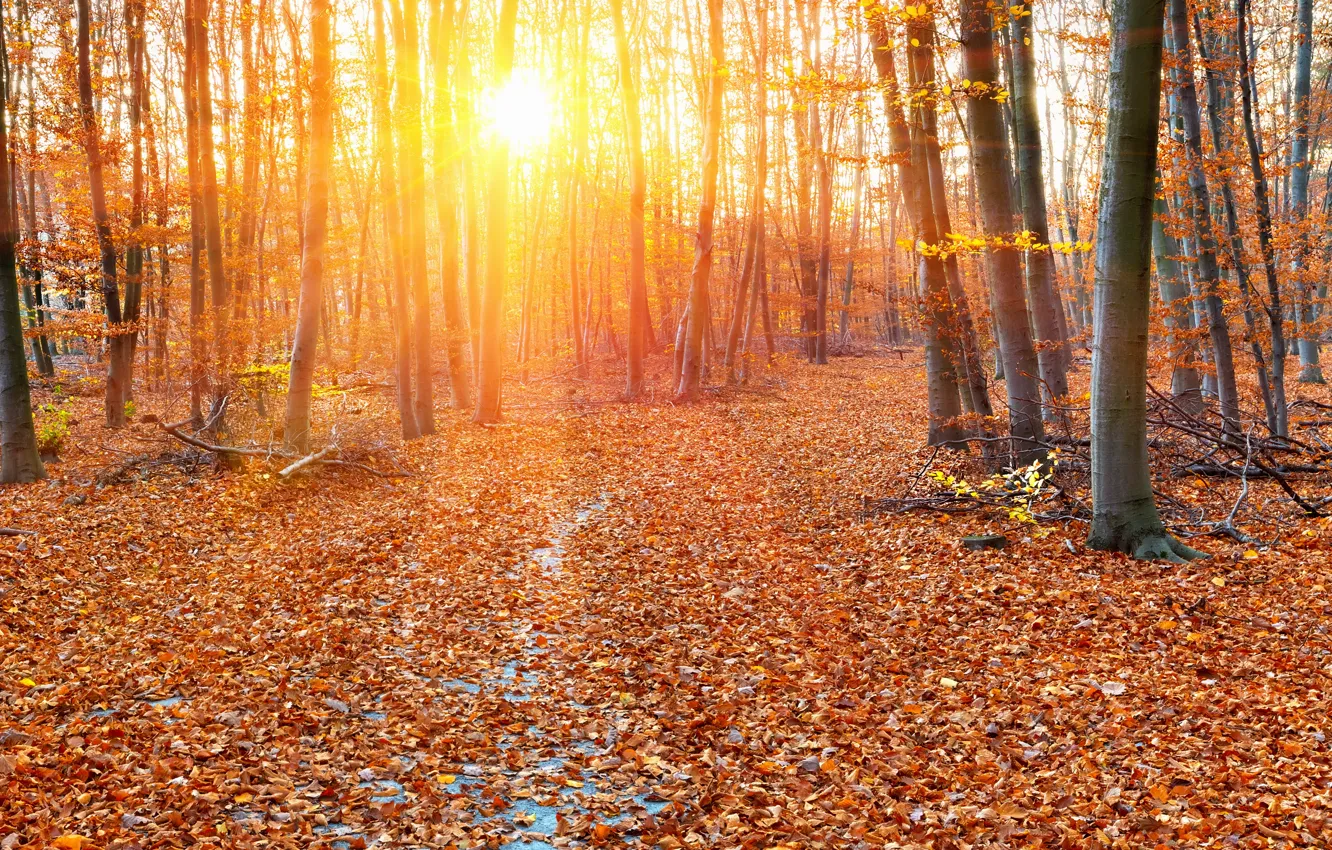 Фото обои осень, лес, листья, деревья, листва, желтые, лучи солнца