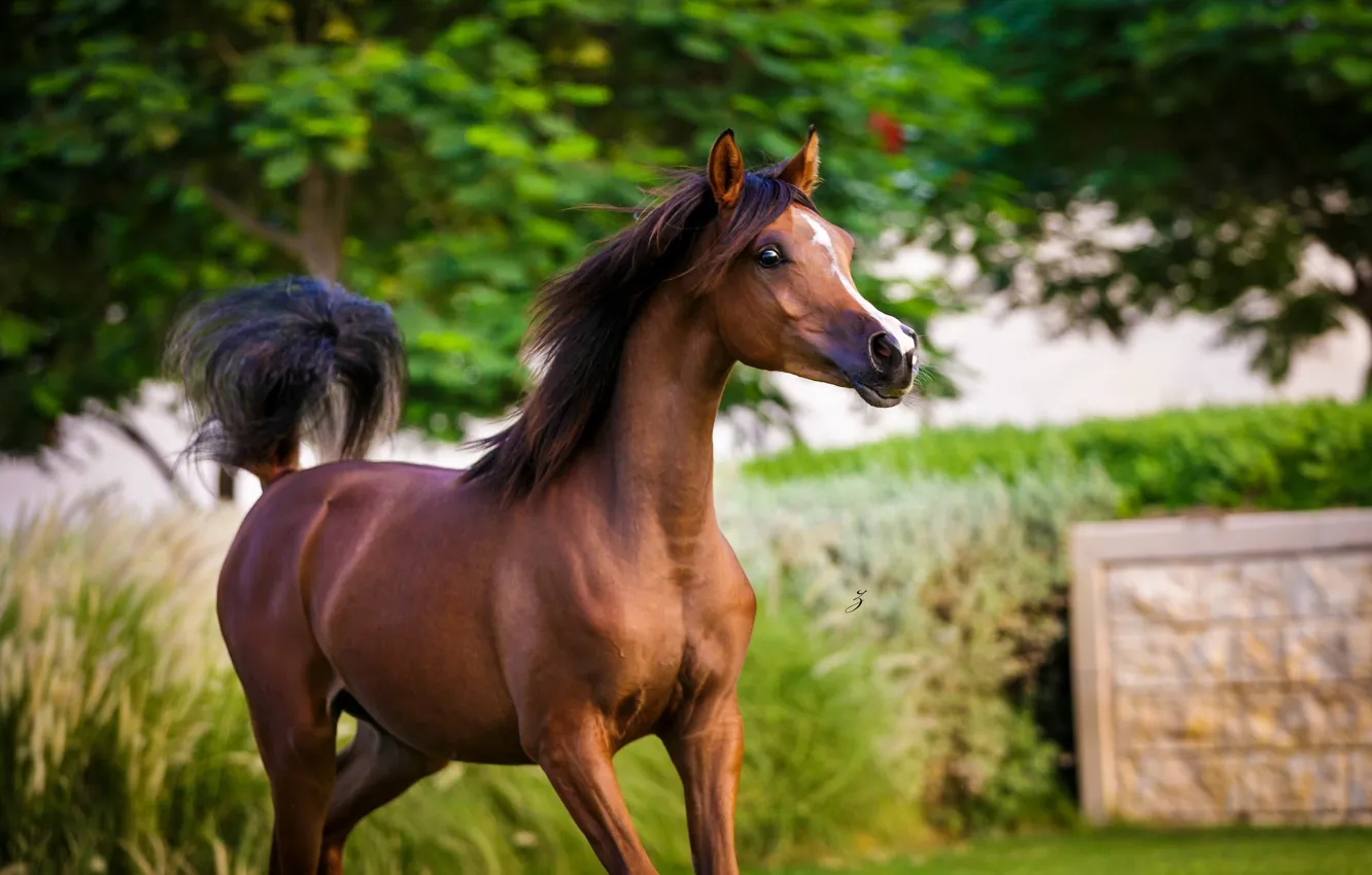 Фото обои конь, лошадь, жеребец, грация, молодой, гнедой, арабский