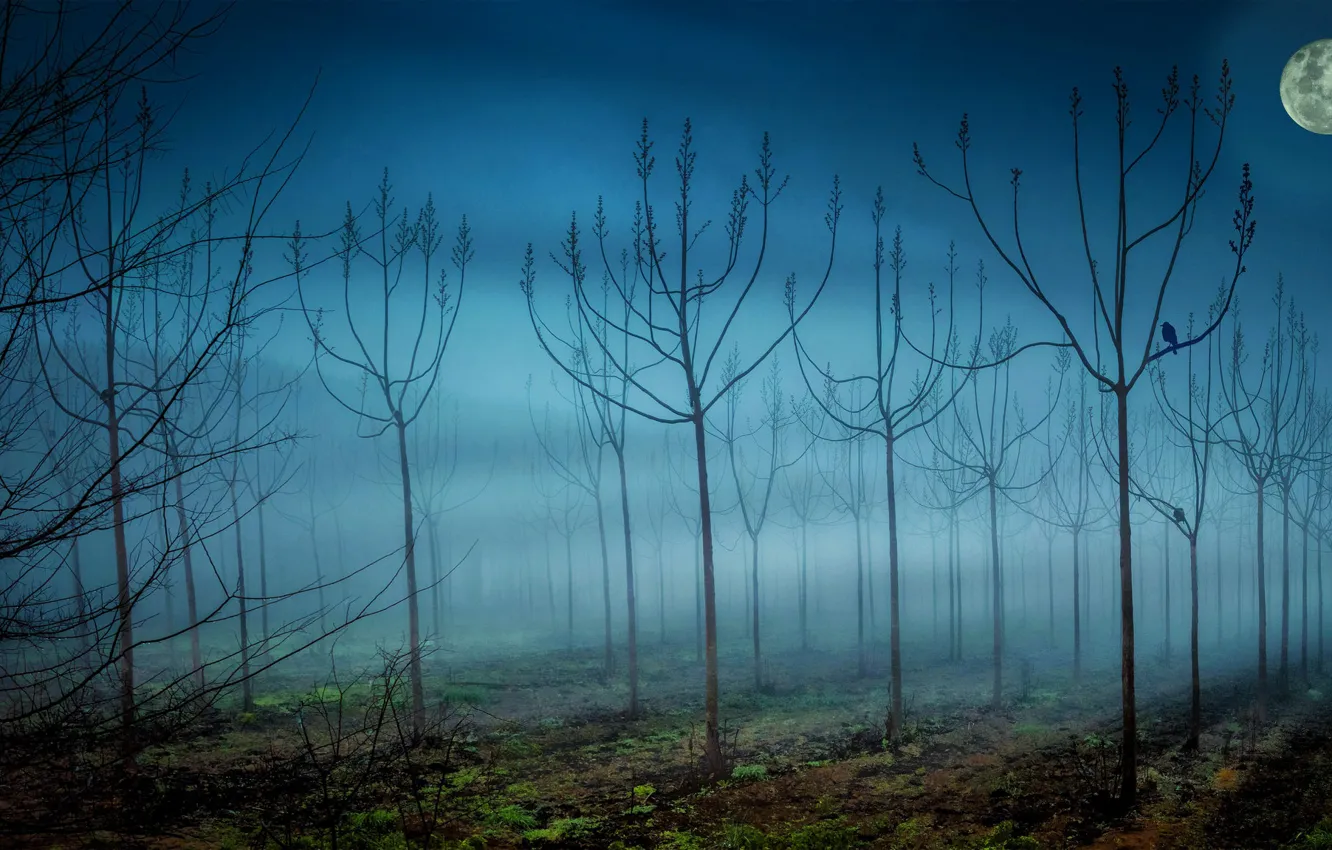 Фото обои деревья, туман, луна, Ночь