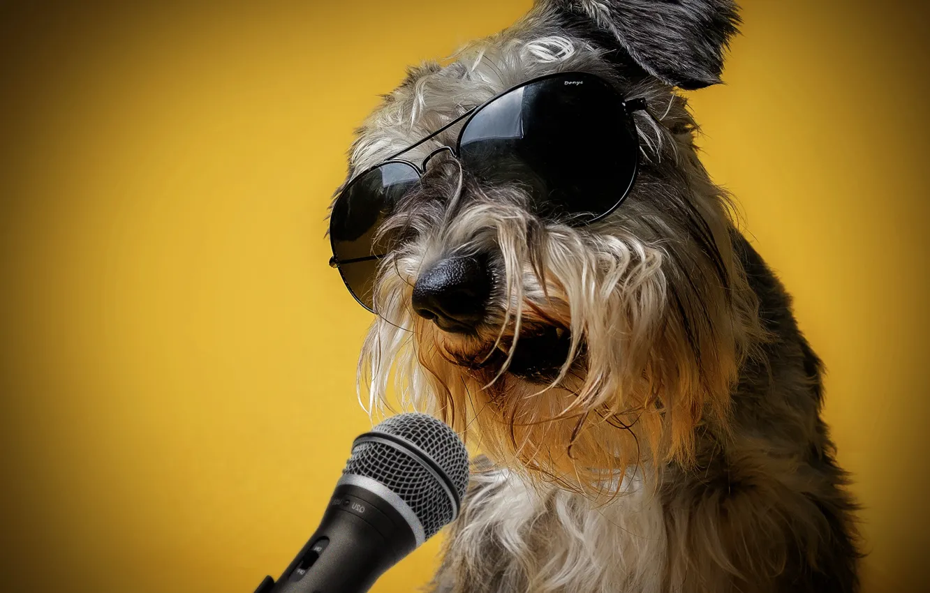 Фото обои жёлтый, фон, юмор, очки, микрофон, певец, поёт, Шнауцер