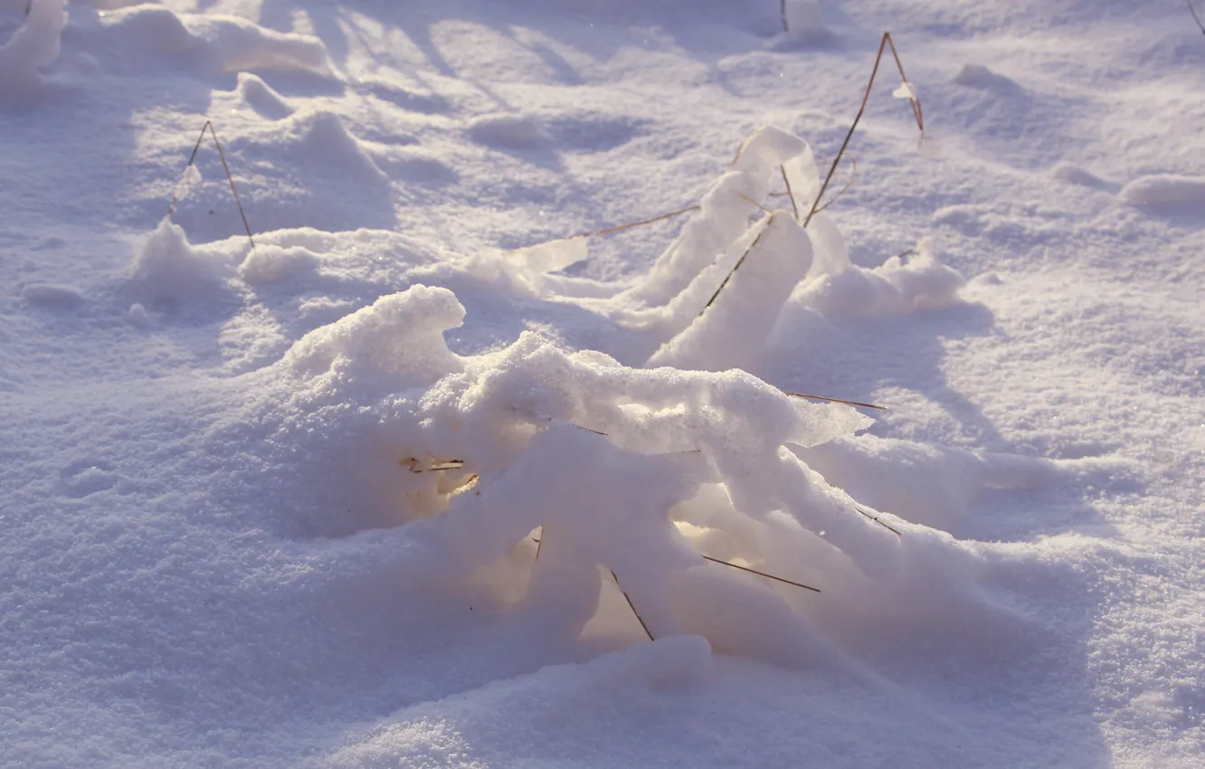 Фото обои winter, snow, cold, frost