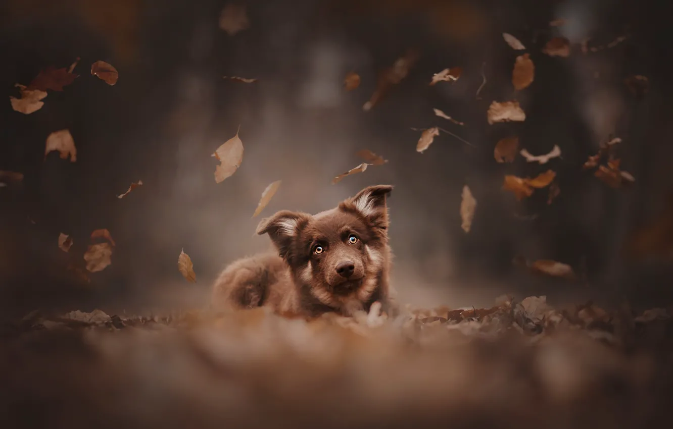 Фото обои осень, взгляд, листья, собака, мордашка, боке, пёсик