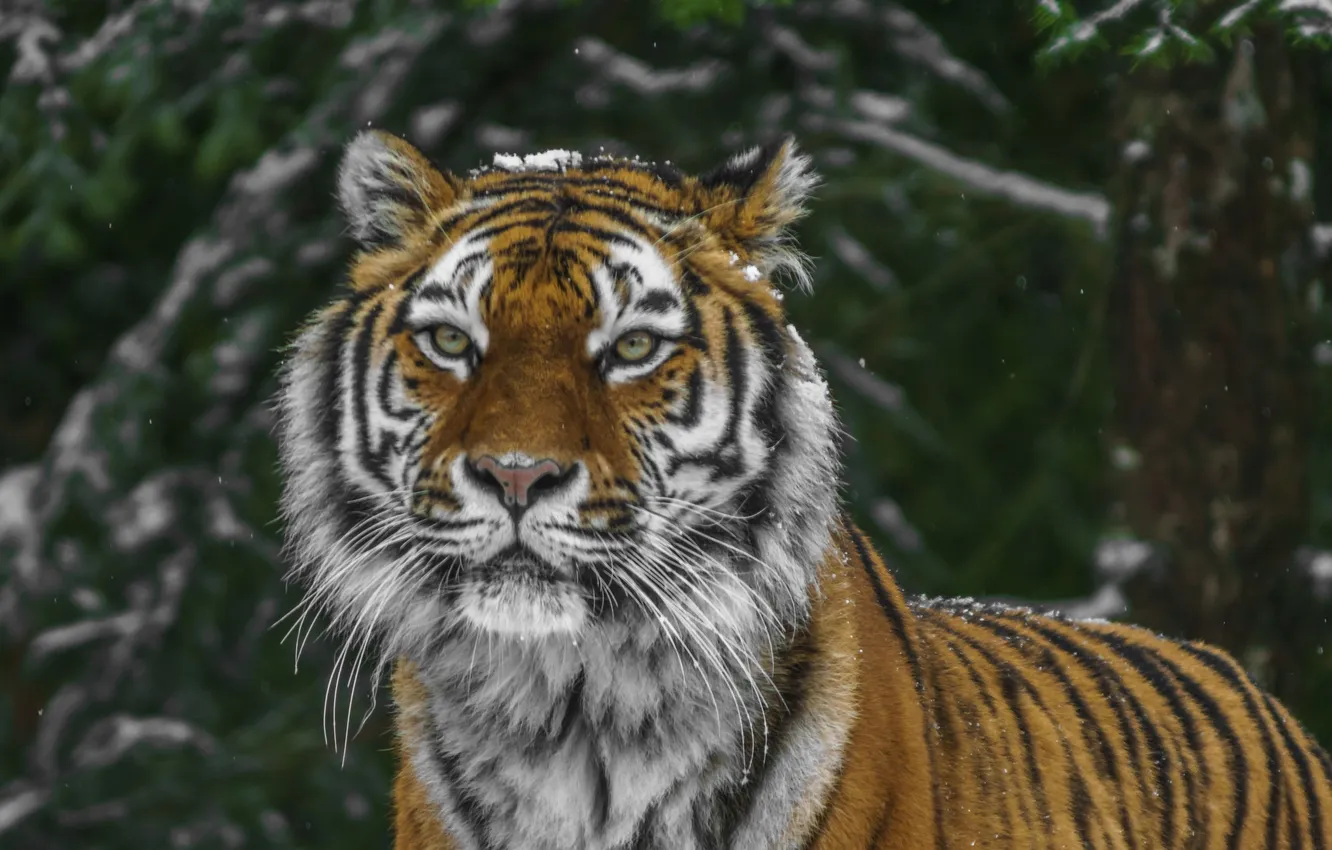 Фото обои wallpaper, forest, tiger, winter, background, snow, predator, blur