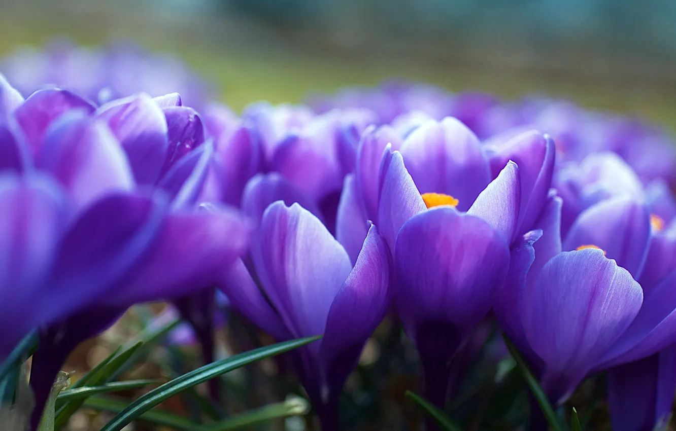 Фото обои цветы, весна, размытость, фиолетовые, крокусы