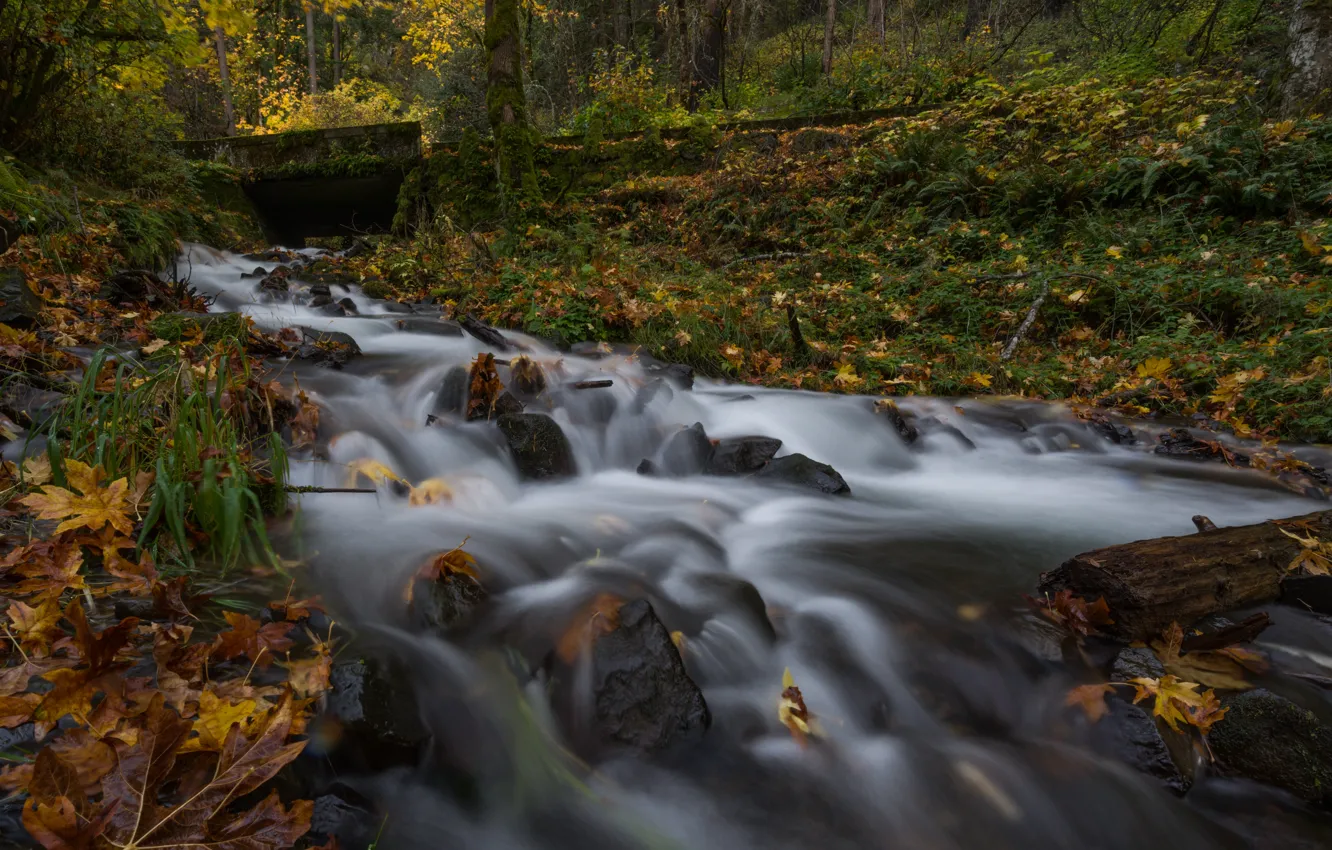 Фото обои осень, лес, ручей, Орегон, Oregon, Columbia River Gorge, Ущелье реки Колумбия, Wahkeena Creek