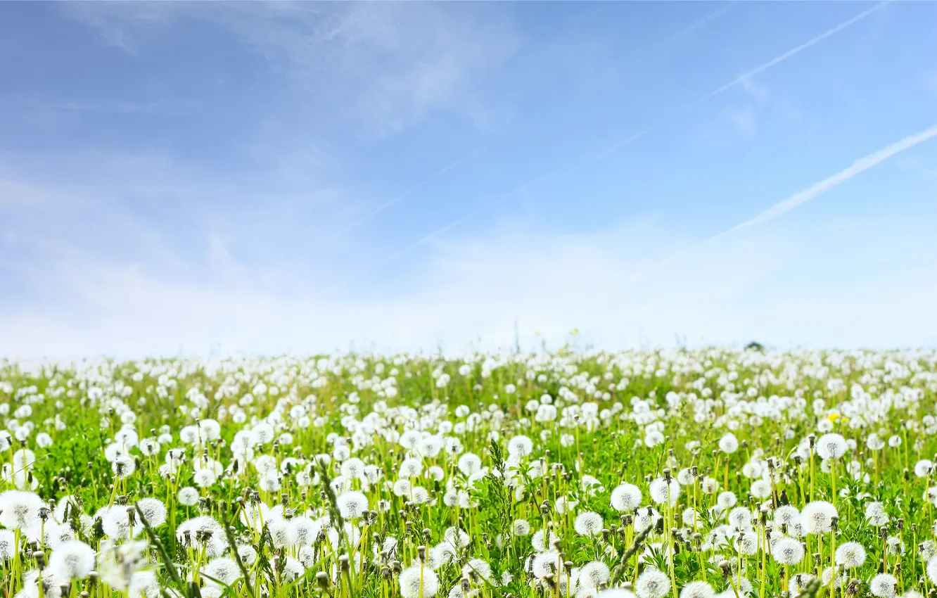 Фото обои небо, трава, цветы, природа, пейзажи, поля