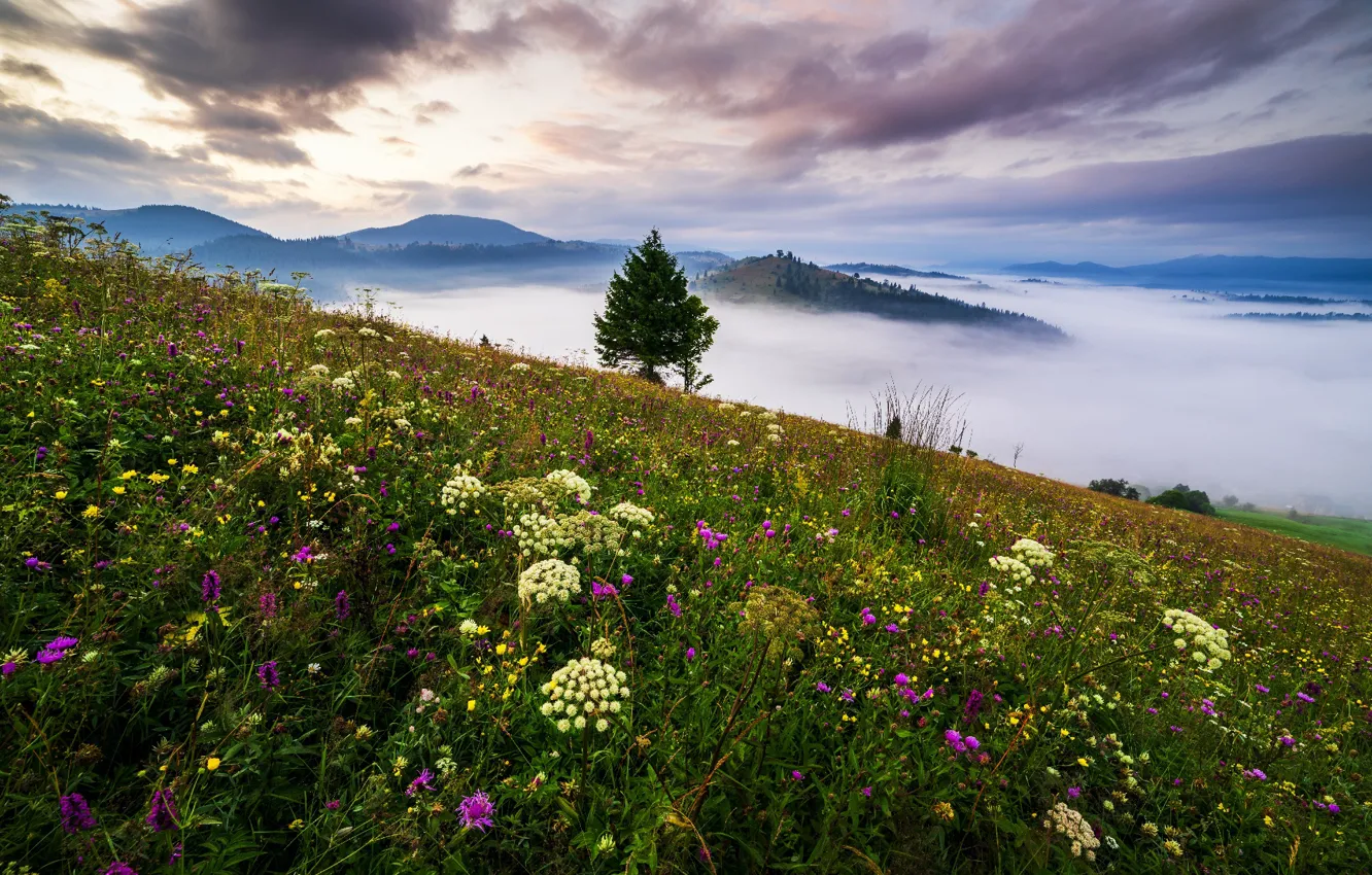 Фото обои облака, пейзаж, цветы, горы, природа, туман, дерево, утро