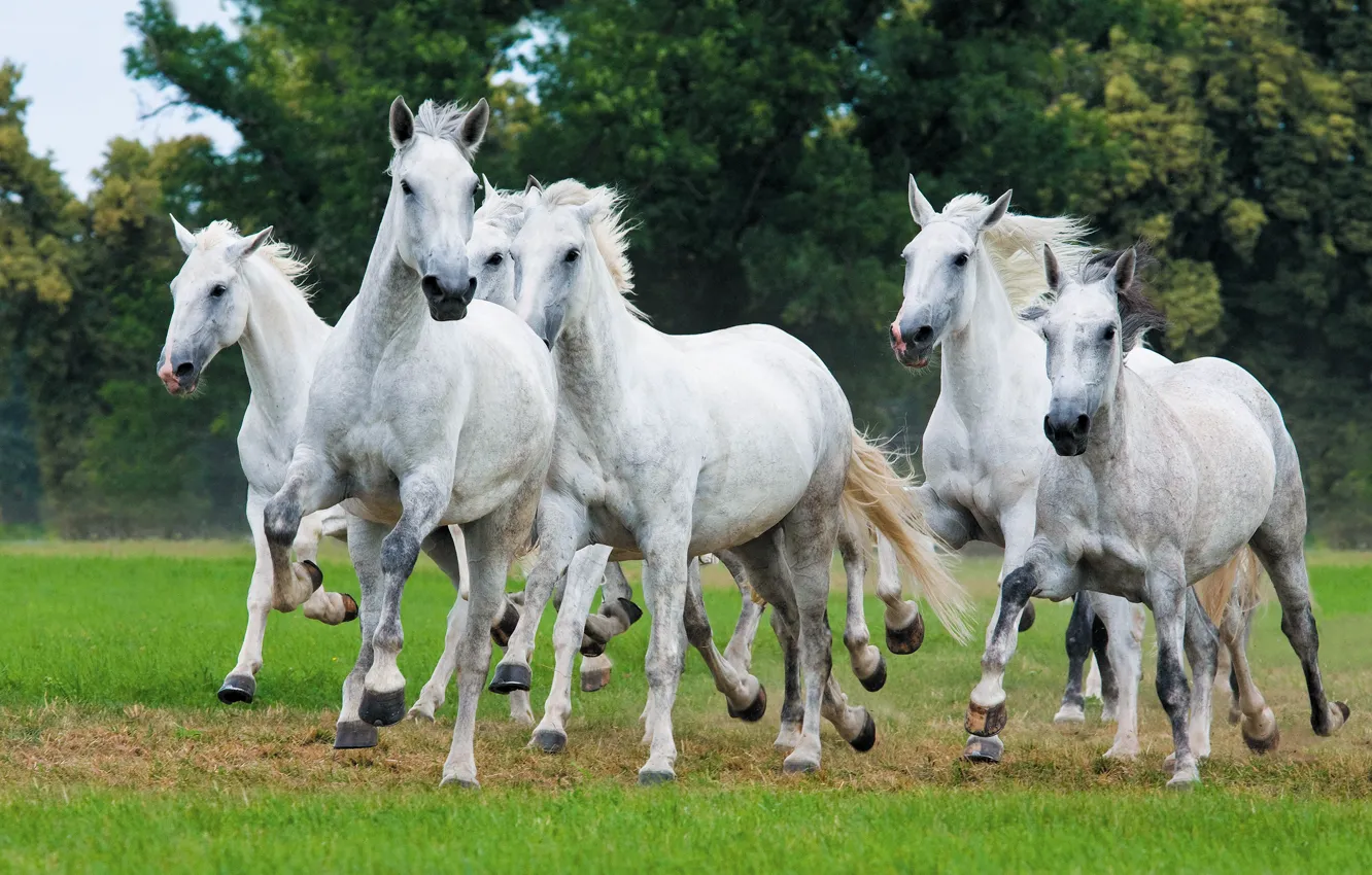 Фото обои трава, природа, кони, лошади, белые, галоп, стадо, табун