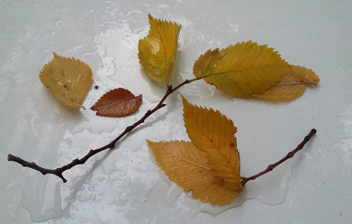 Фото обои осень, дождь, минимализм, веточки, опавшие листья, капли на капоте