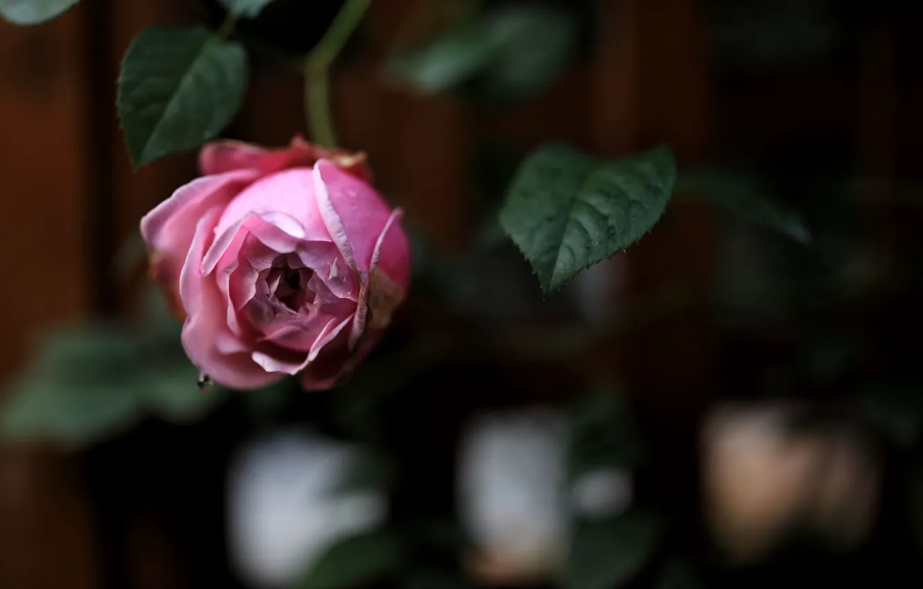 Фото обои листья, размытый задний фон, розовая роза