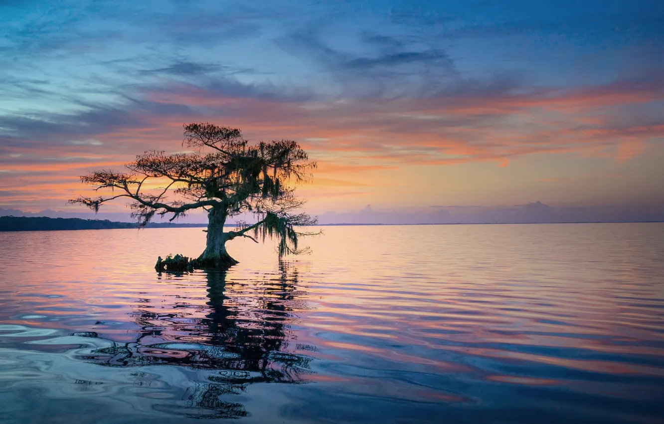 Фото обои дерево, утро, Флорида, США, штат, синее кипарисовое озеро