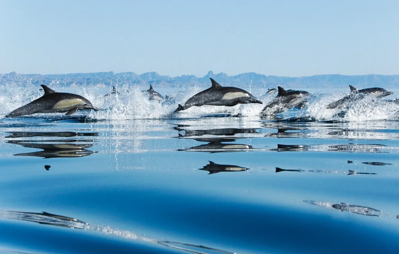 Фото обои море, капли, брызги, скорость, стая, дельфины, прыжки