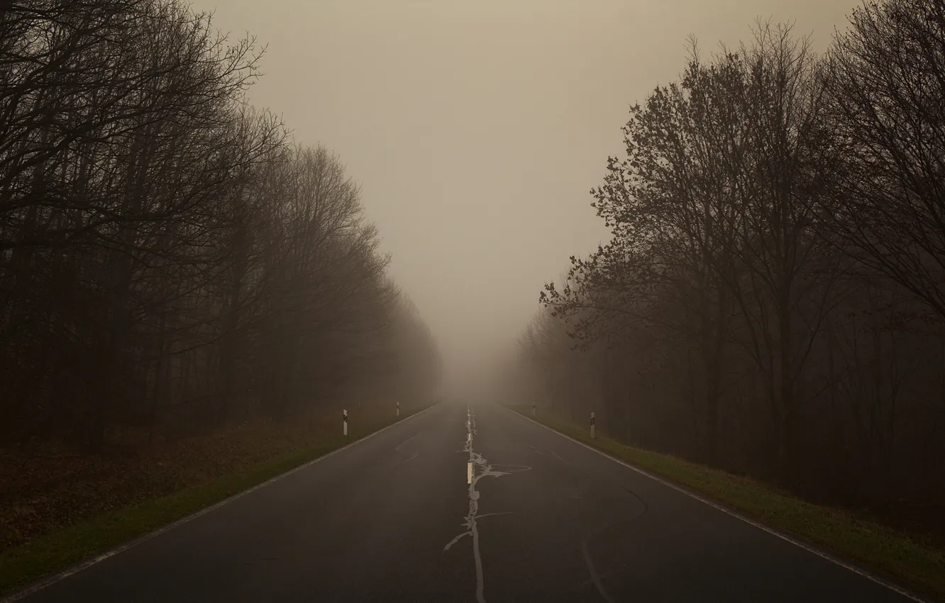 Фото обои дорога, лес, деревья, туман, фото, пейзажи, дороги